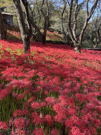 Japanese Spider Lilies