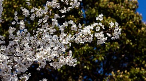 Cherry Blossoms are Here!