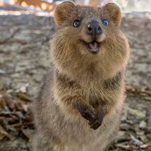 The Cutest animal in the world. Meet the Quokka.