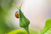 Budding