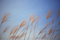 Breeze