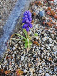 Purple flower bud