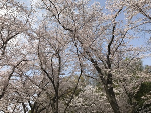 Sakura