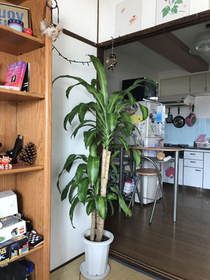 House Plant