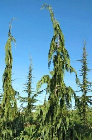 Weeping Alaskan Cedar