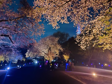 新宿御苑　NAKED　桜ライトアップ