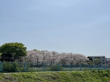ご近所の春爛漫風景
