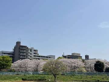 ご近所の春爛漫風景