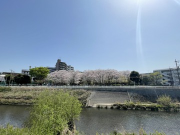 ご近所の春爛漫風景