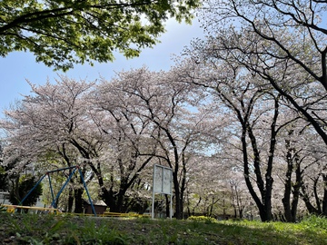 ご近所の春爛漫風景