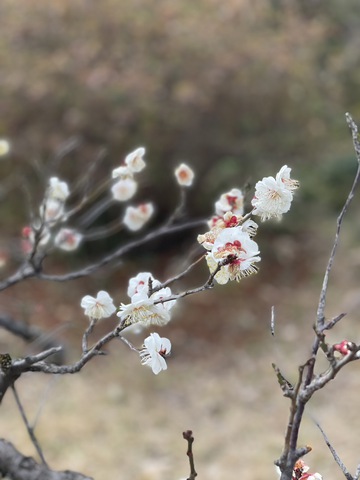 六義園