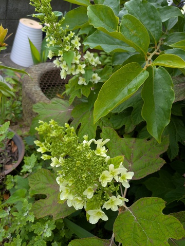 紫陽花