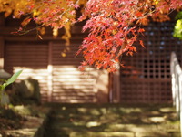 仏生山 法然寺の紅葉