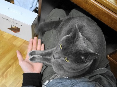 今日の七緒