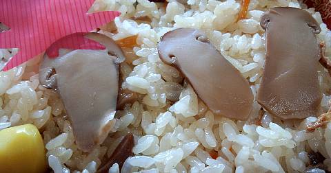 松茸弁当