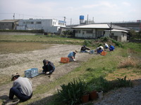 さつまいも