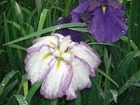 雨の中の花菖蒲！