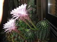 開花です！
