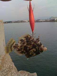 珍客
