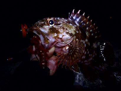 根魚バンザイ