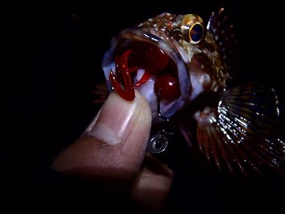 根魚バンザイ