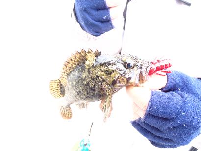 初魚種ムラソイ