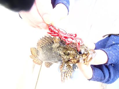 初魚種ムラソイ