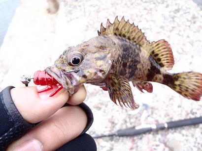 初魚種ムラソイ