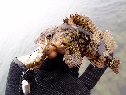 初魚種ムラソイ