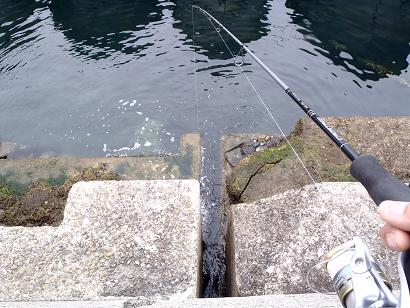 初魚種ムラソイ