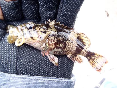 初魚種ムラソイ