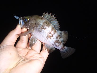 釣れども釣れども