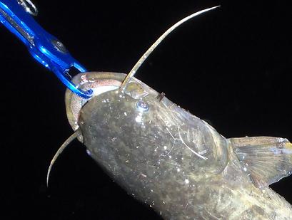 大笑い釣行