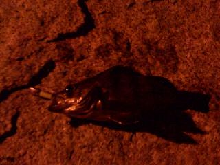 逃した魚はなんとやら