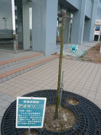 この木なんの木～？