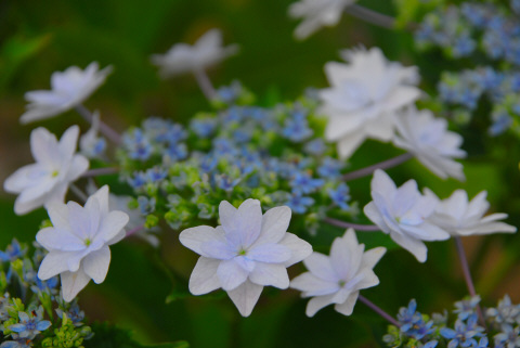 花火の色が