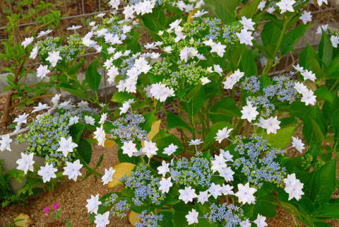 花火の色が