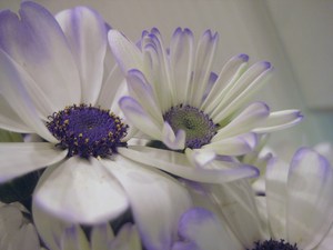 渦巻く頭