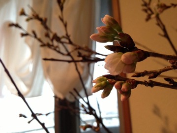 桜咲く～☆