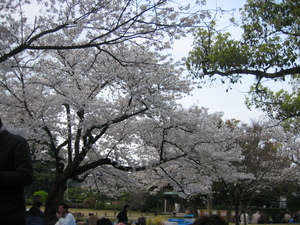 花見の目印