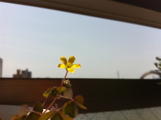 夏物のシャツ・・・