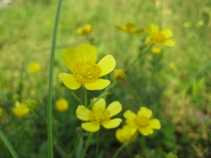 黄緑と黄色の５月