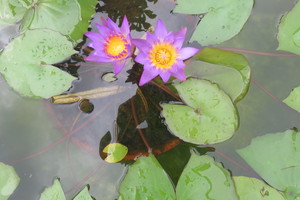 ハスの花