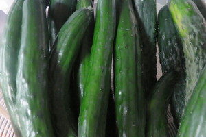 新鮮野菜収穫