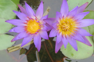 ハスの花