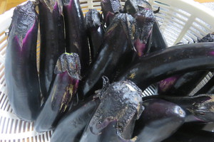 新鮮野菜収穫