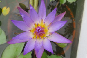 ハスの花