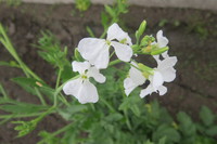 大根の花