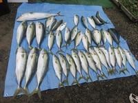 久しぶりの大魚