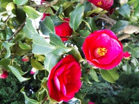 庭の花